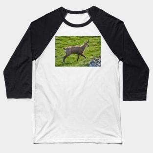 A male mountain goat in the early summer on a pasture Baseball T-Shirt